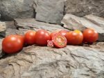 Livingston's Potato Leaf Variegated Tomato Productive Tomatoes