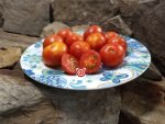 Livingston's Potato Leaf Variegated Tomato Red Tomatoes