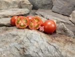Livingston's Potato Leaf Variegated Tomato Seeds