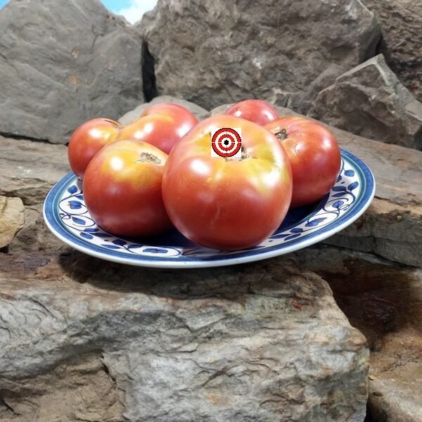 Livingston's Rosy Morn Tomato