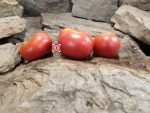 Livingston's Rosy Morn Tomato Heirloom Tomatoes