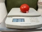 Livingston's State Tomato - Image 2
