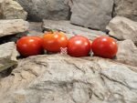 Livingston's State Tomato - Image 4