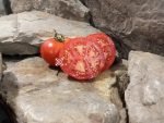 Livingston's State Tomato - Image 5