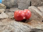 Lloyd Brown Tomato Seeds