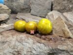 Lucinda Tomato Seeds