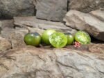 Marchenwald PL Tomato - Image 2
