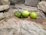 Marchenwald PL Tomato - Image 5