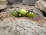 Marchenwald RL Tomato - Image 3