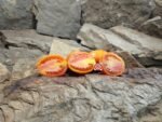 Mariana Tomato Canning Tomatoes