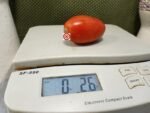 Mariana Tomato Seeds