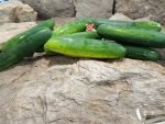 Market More76 Cucumber - Image 3