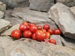 Marz Pulcent Tomato