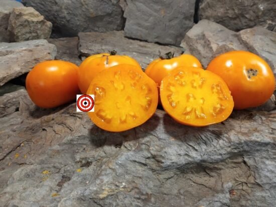 Matilda's Yellow Wonder Tomato