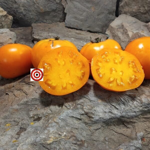 Matilda's Yellow Wonder Tomato