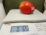 Micek's Yugoslovian Tomato Canning Tomatoes