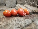 Micek's Yugoslovian Tomato Seeds