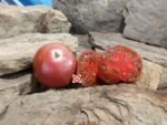 Midnight in Moscow Tomato