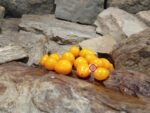 Mini Gold Tomato - Image 3