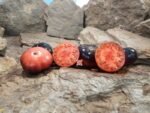 Mlle Foriers Tomato Rare Tomatoes