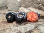 Mlle Foriers Tomato Seeds