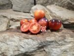 Mooncalf Dwarf Tomato Blue Tomatoes