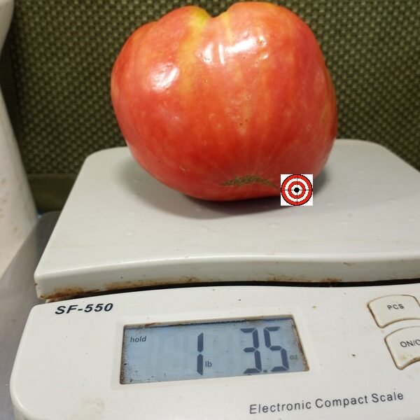 Mr Underwoods German Pink Tomato