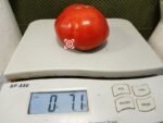 Mrs. Bots Italian Giant Tomato