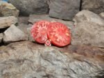 Mrs Bots Italian Giant Tomato Rare Tomatoes