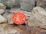 Mrs. Bots Italian Giant Tomato Seeds
