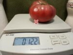 Dwarf Nano's Meatball Tomato - Image 6