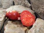 Nazareth College Tomato