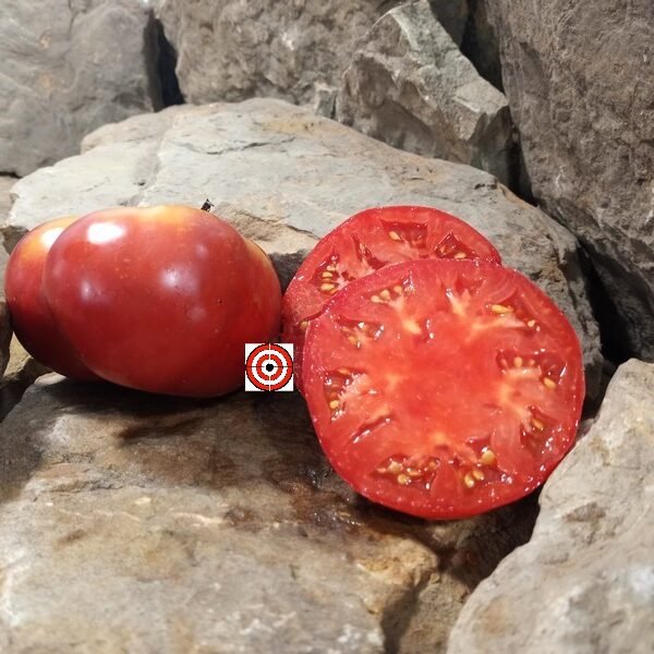 Nazareth College Tomato
