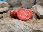 Nazareth College Tomato Seeds