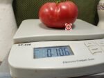 New Cairo Pink Tomato