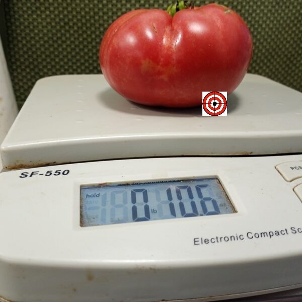 New Cairo Pink Tomato