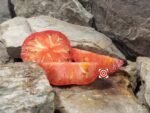New Cairo Pink Tomato - Image 2