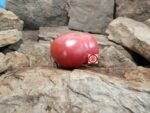 New Cairo Pink Tomato - Image 4