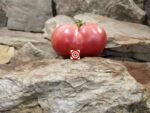 New Cairo Pink Tomato - Image 5