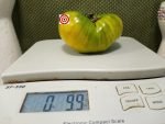 Ohio River Huge Green Tomato Heirloom Tomatoes