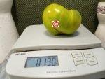 Ohio River Huge Green Tomato Large Tomatoes