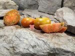 Old Kuttowa Tomato