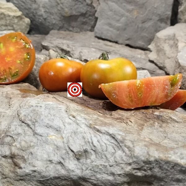 Old Kuttowa Tomato