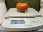 Old Kuttowa Tomato - Image 2