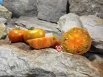 Old Kuttowa Tomato - Image 3