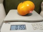 Old Timer Tomato Giant Tomatoes