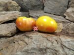 Old Timer Tomato Heirloom Tomatoes