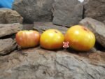 Old Timer Tomato Rare Tomatoes
