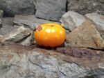 Old Wyandotte Tomato Heirloom Tomatoes