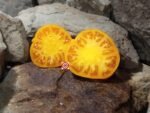 Old Wyandotte Tomato Seeds